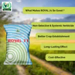 Royal 71 1